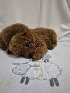 Дівчинка той пуделя