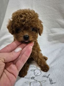 Дівчинка той пуделя