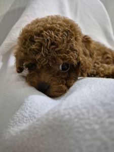 Дівчинка той пуделя