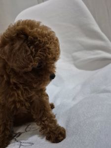 Дівчинка той пуделя