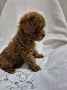 Дівчинка той пуделя