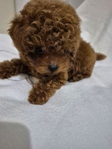 Дівчинка той пуделя