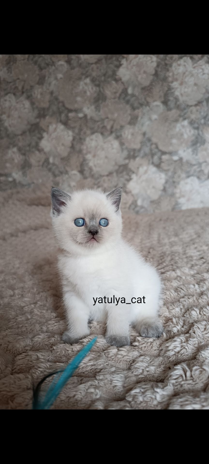 Шотландська дівчинка блюпойнт