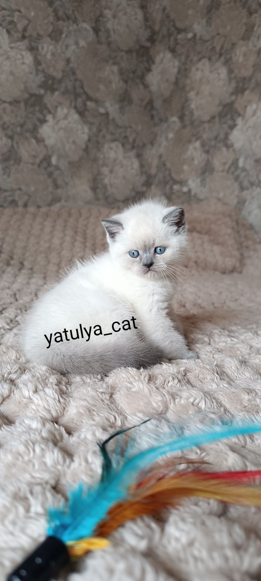 Шотландська дівчинка блюпойнт