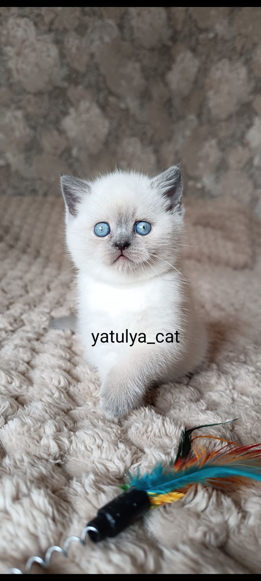 Шотландська дівчинка блюпойнт