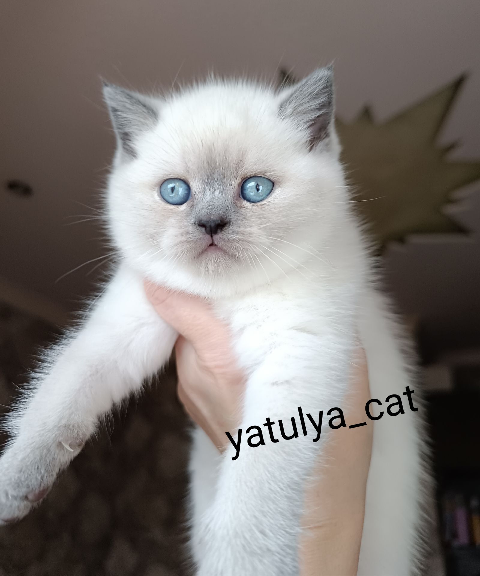 Шотландська дівчинка блюпойнт