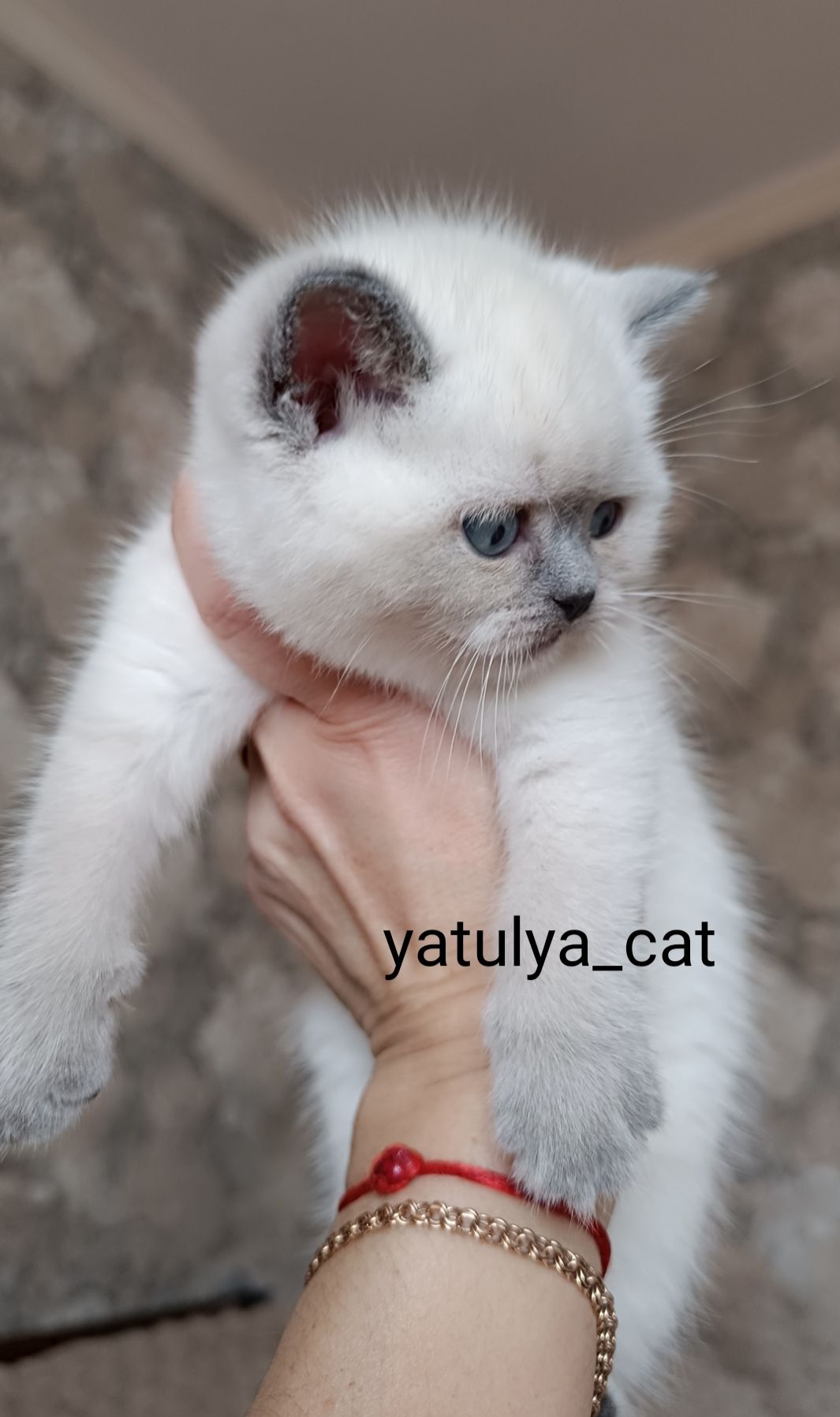 Шотландська дівчинка блюпойнт