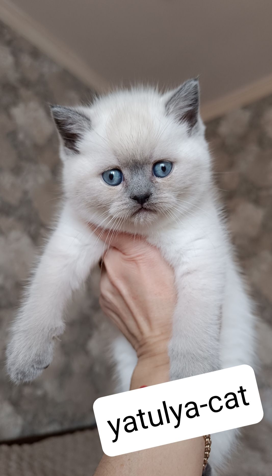 Шотландська дівчинка блюпойнт