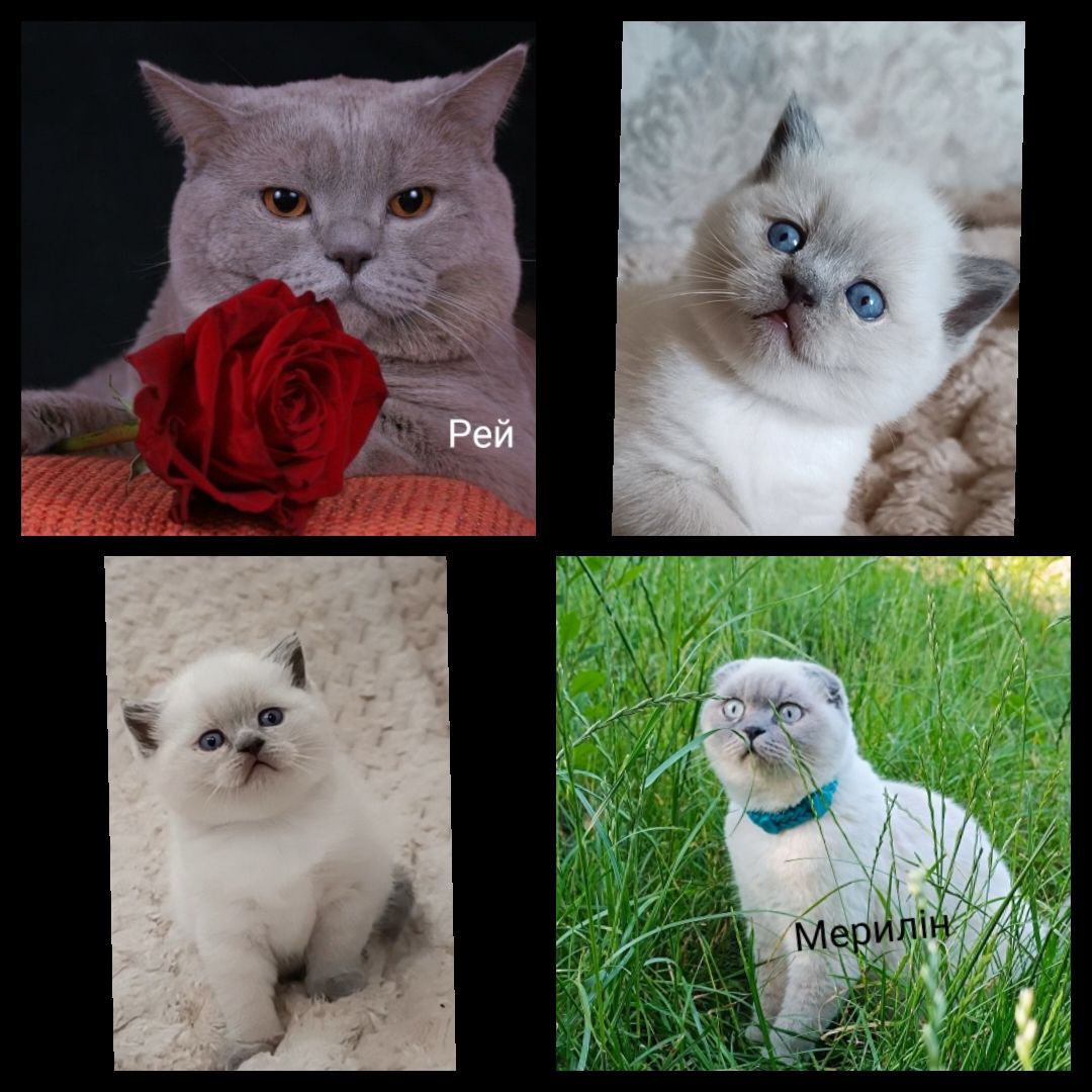 Шотландська дівчинка блюпойнт