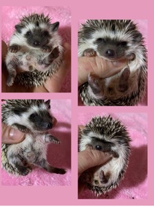 Два самця африканського карликового їжака