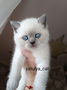 Шотландська дівчинка блюпойнт