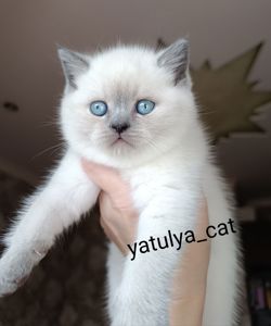 Шотландська дівчинка блюпойнт