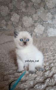 Шотландська дівчинка блюпойнт