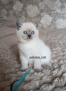 Шотландська дівчинка блюпойнт