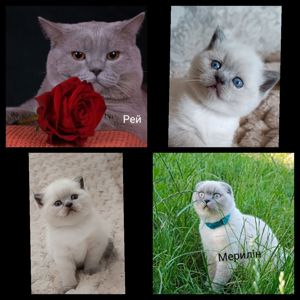 Шотландська дівчинка блюпойнт