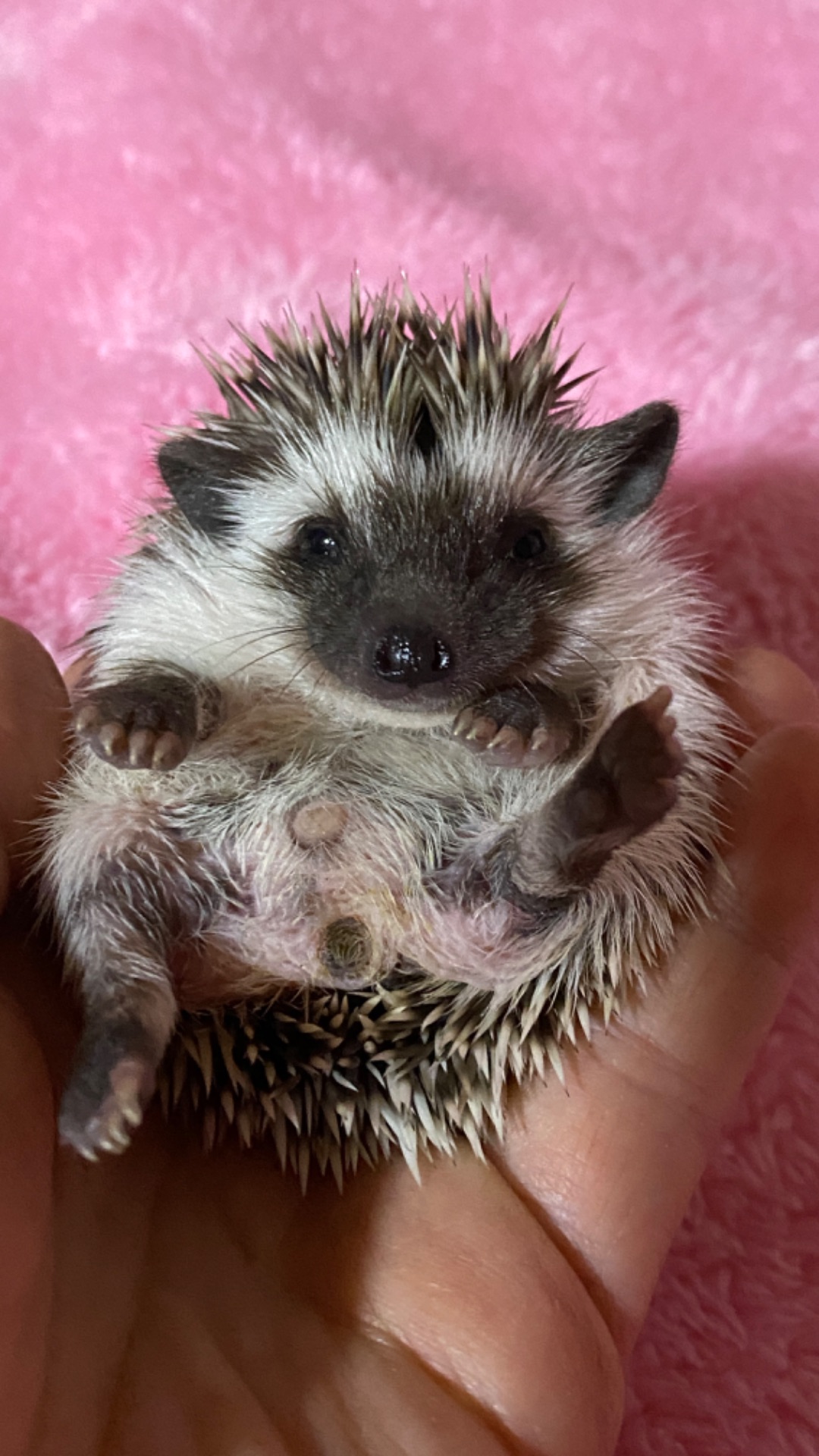 Два самця африканського карликового їжака