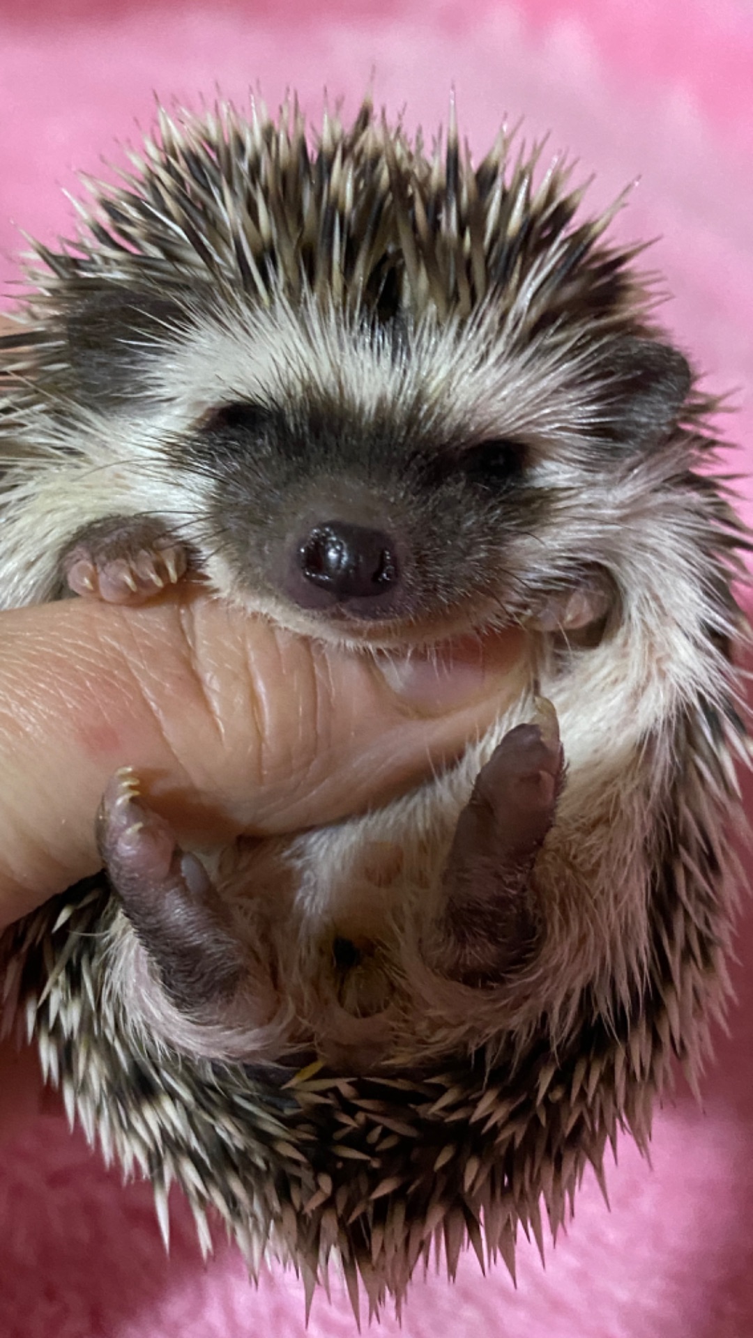 Два самця африканського карликового їжака