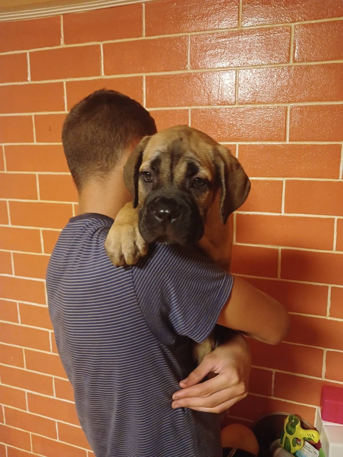 цуценя кане корсо