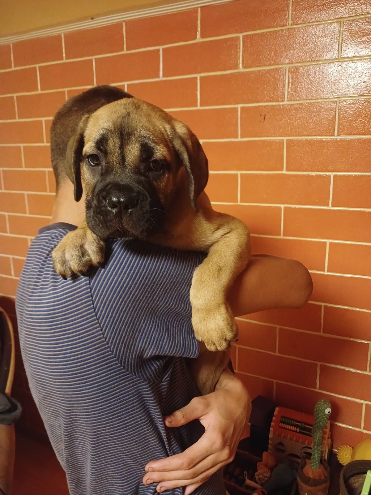 цуценя кане корсо