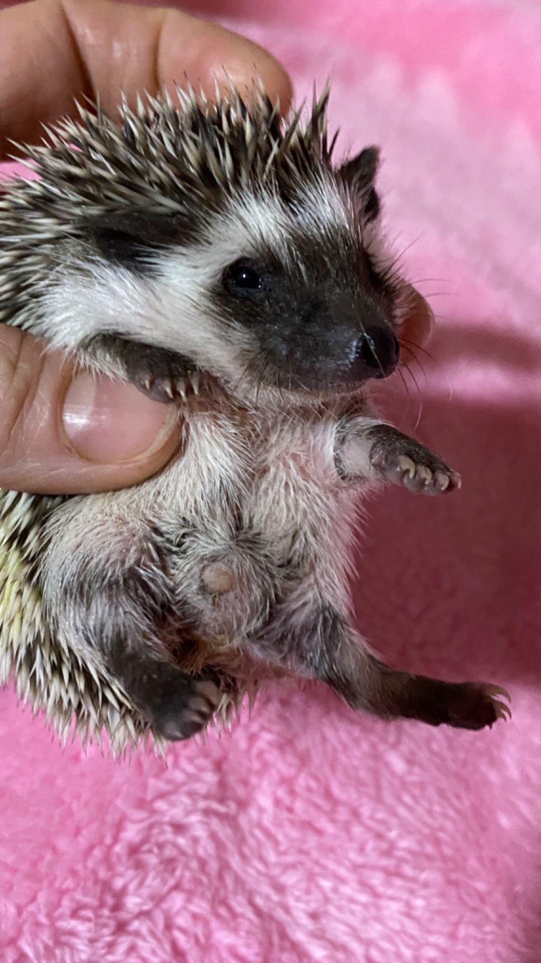 Два самця африканського карликового їжака