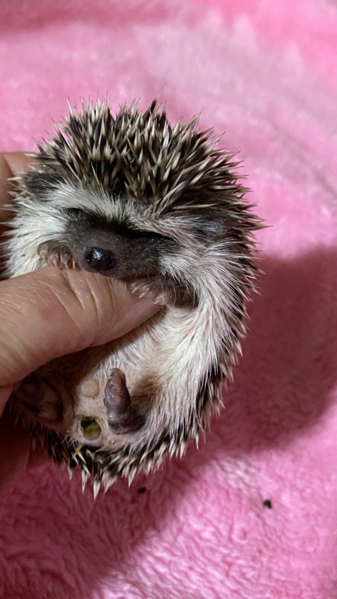 Два самця африканського карликового їжака