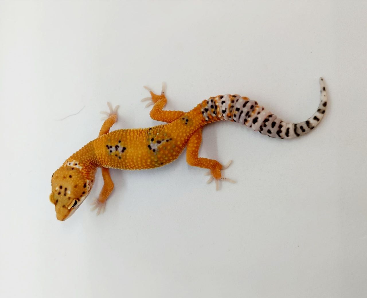 Эублефар, гекон