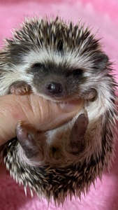 Два самця африканського карликового їжака