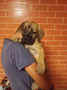 цуценя кане корсо