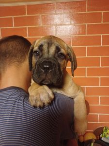 цуценя кане корсо