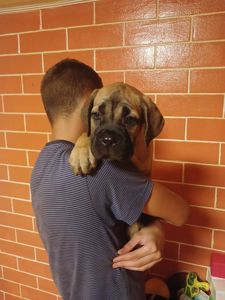 цуценя кане корсо