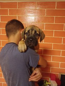 цуценя кане корсо