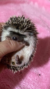 Два самця африканського карликового їжака