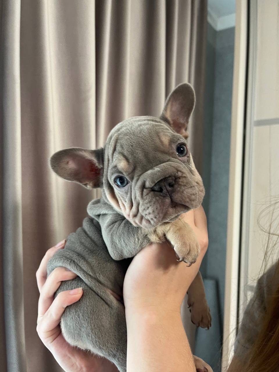 Французький бульдог біг роп