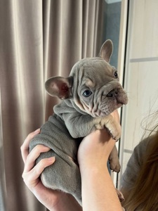 Французький бульдог біг роп