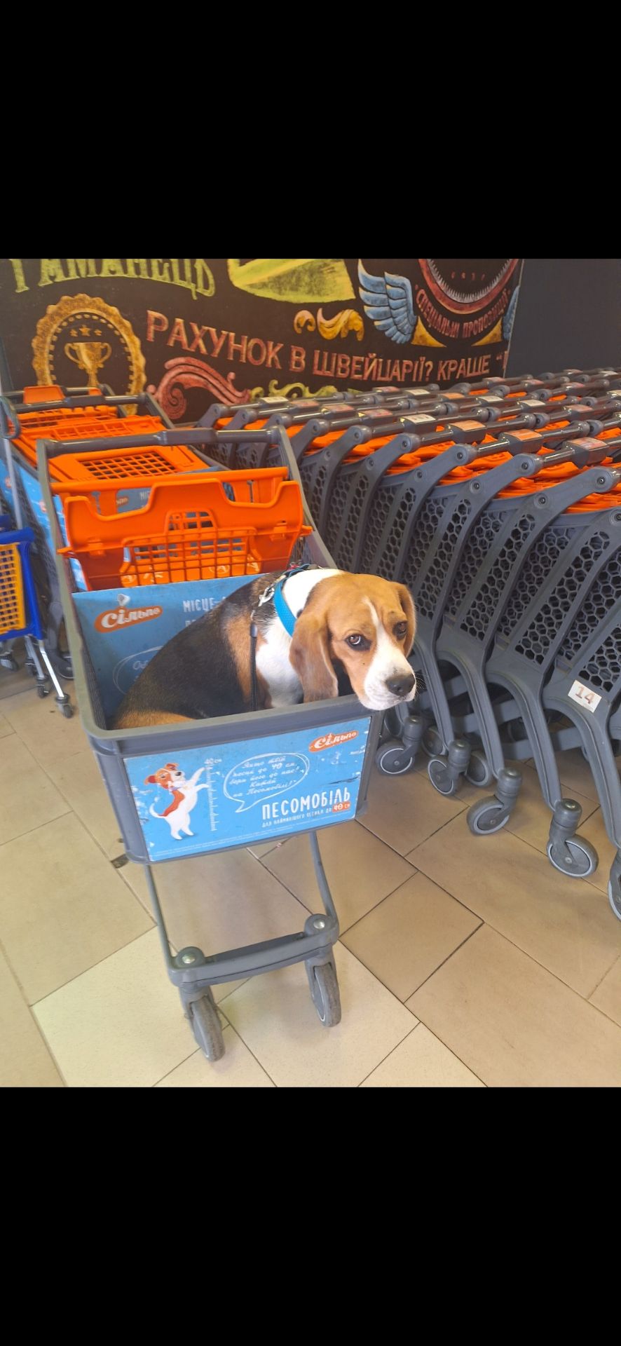 Собака, 3 годика