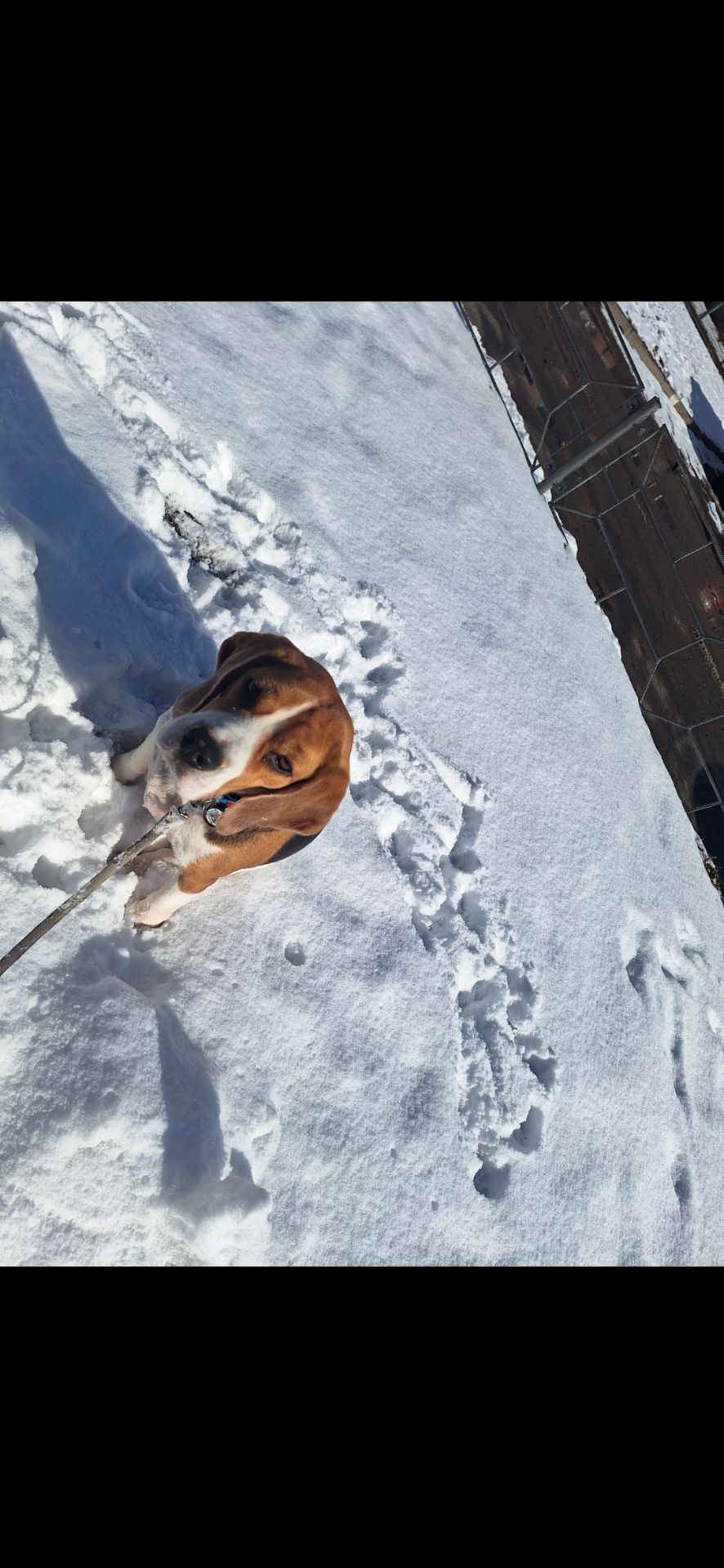 Собака, 3 годика