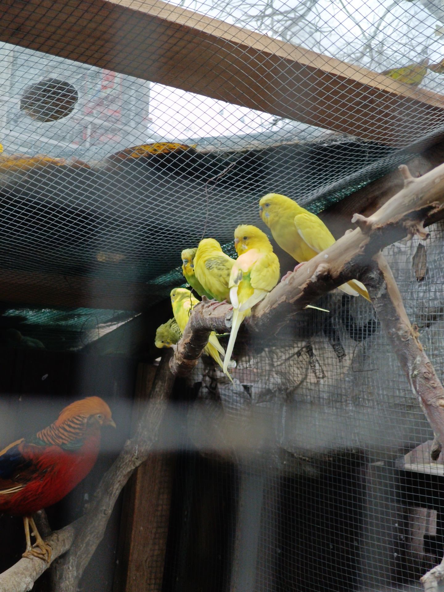 Хвилясті папуги