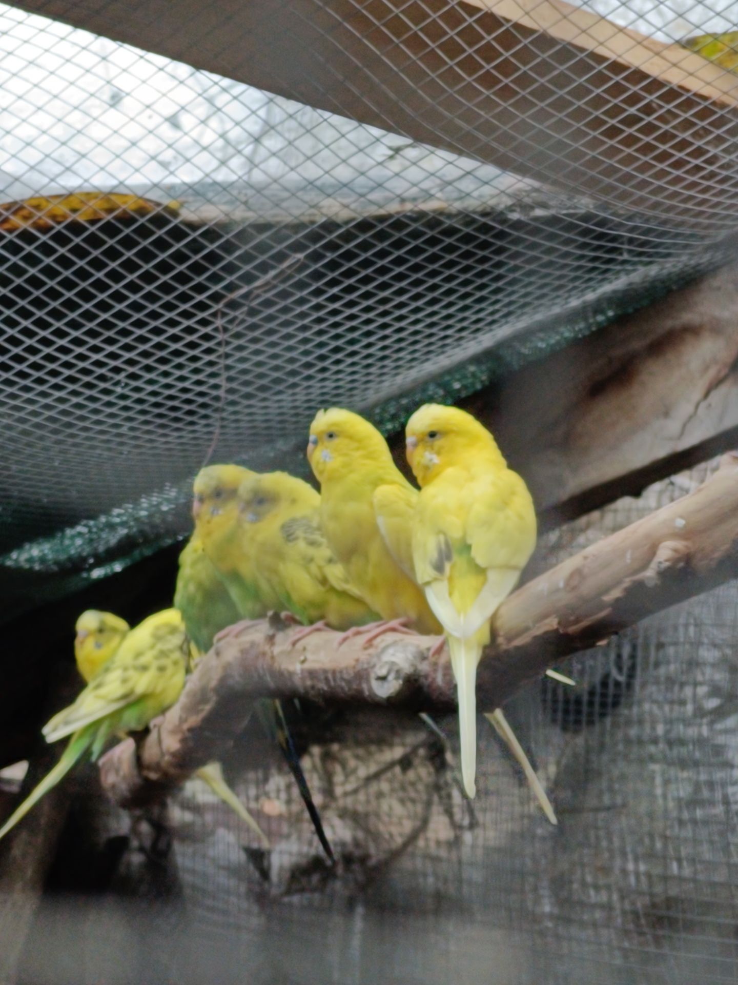 Хвилясті папуги