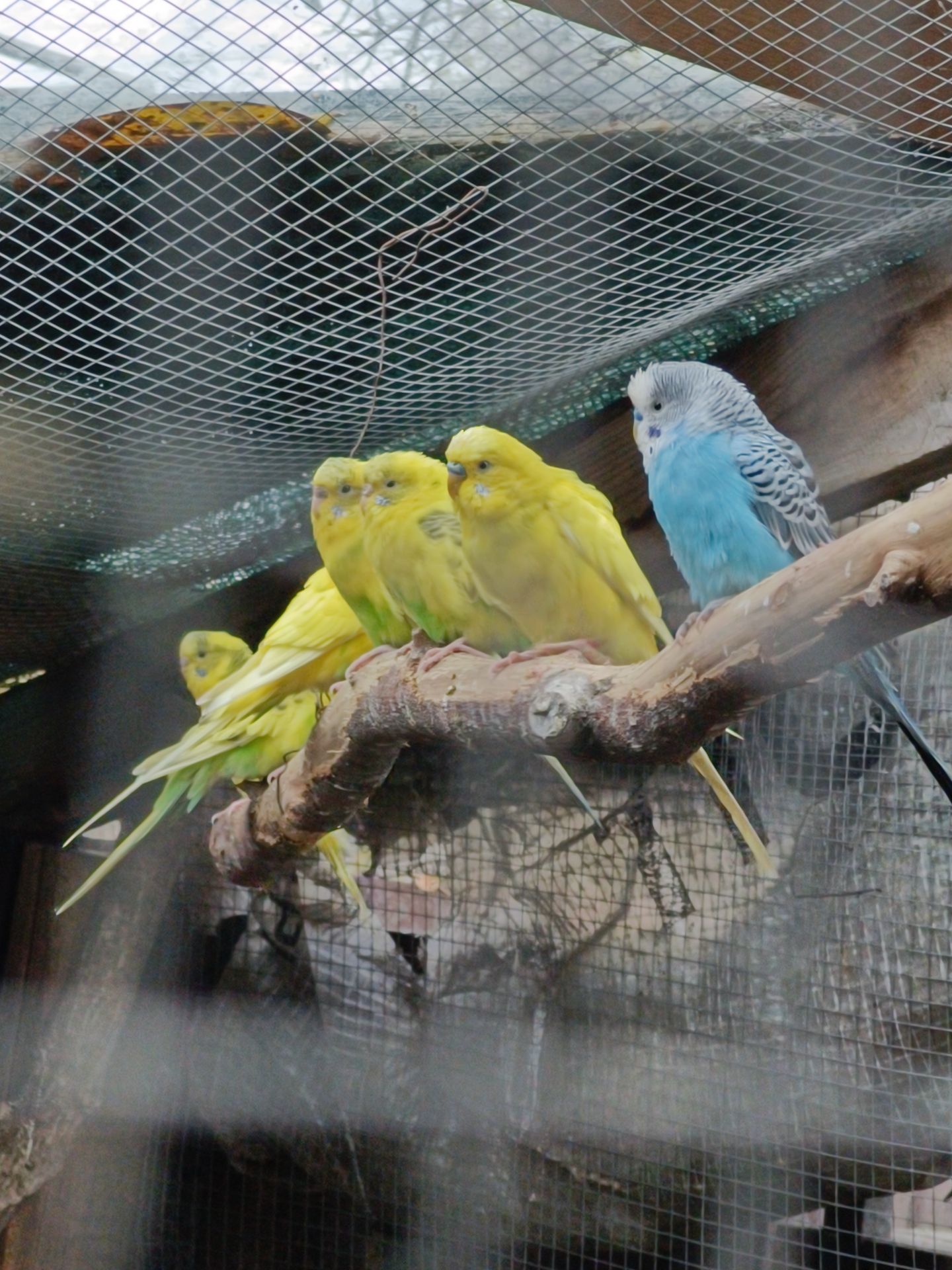 Хвилясті папуги