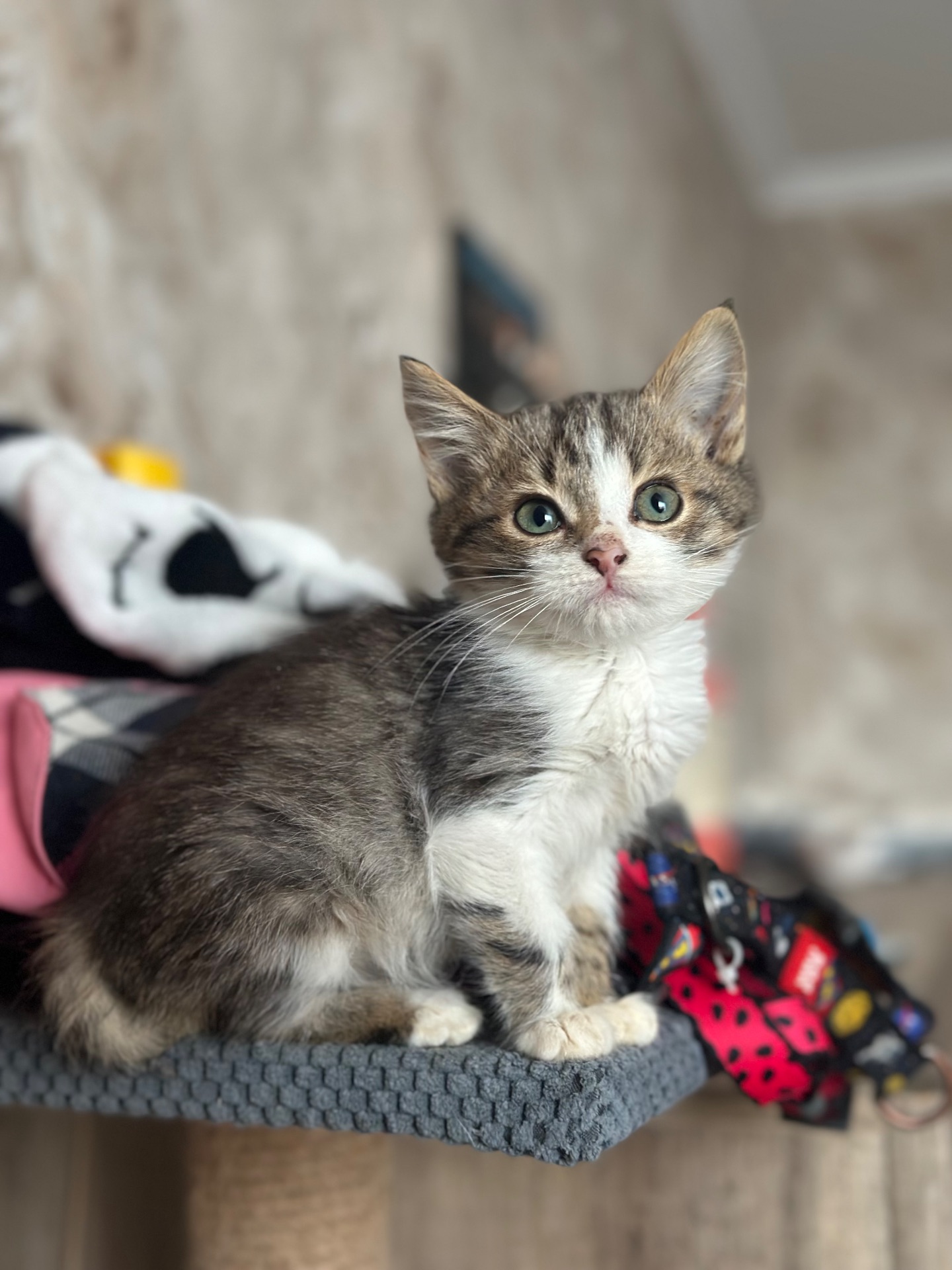 Хлопчик Шардмоне шукає дім!