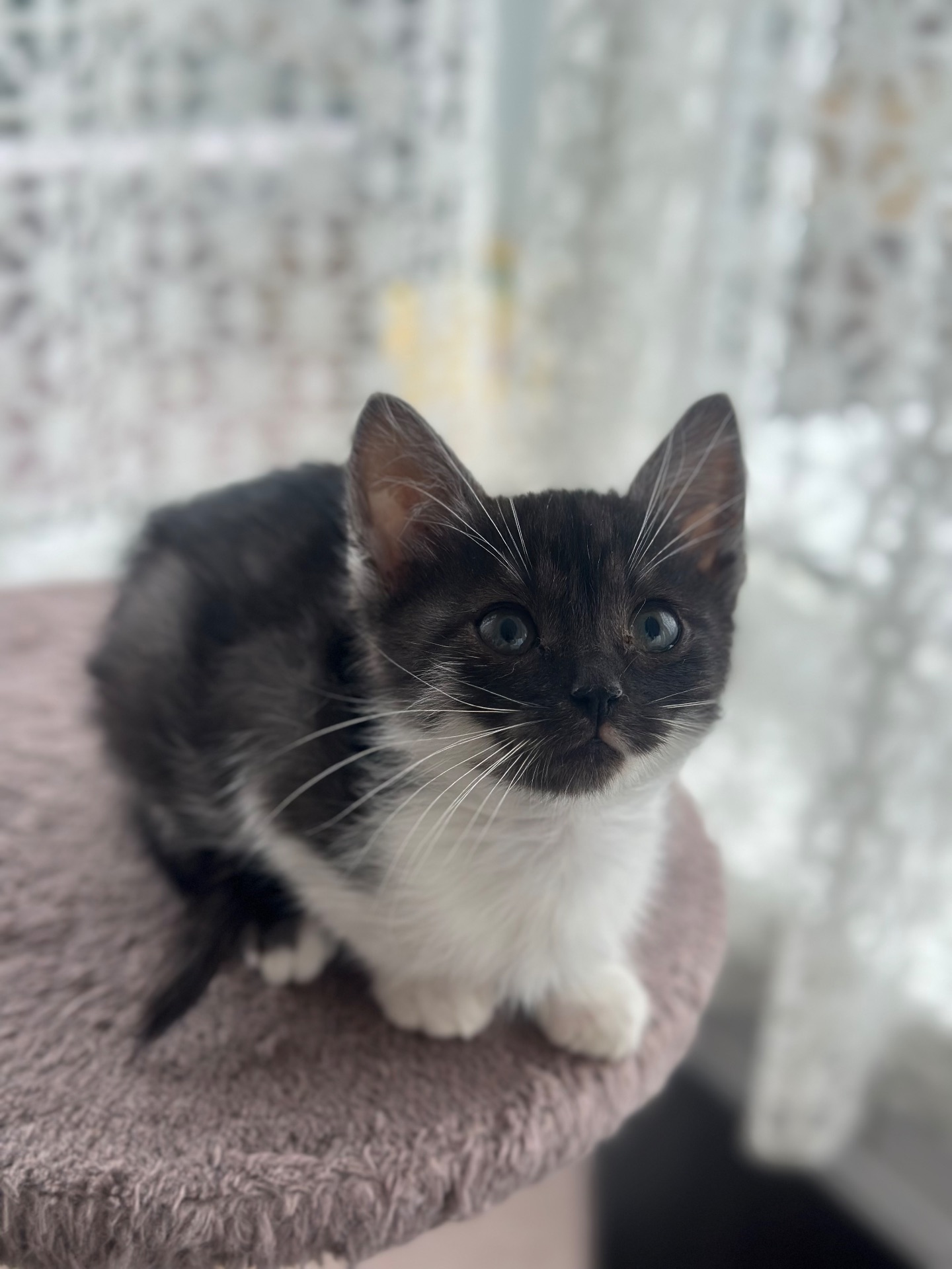 Містелла шукає дім!