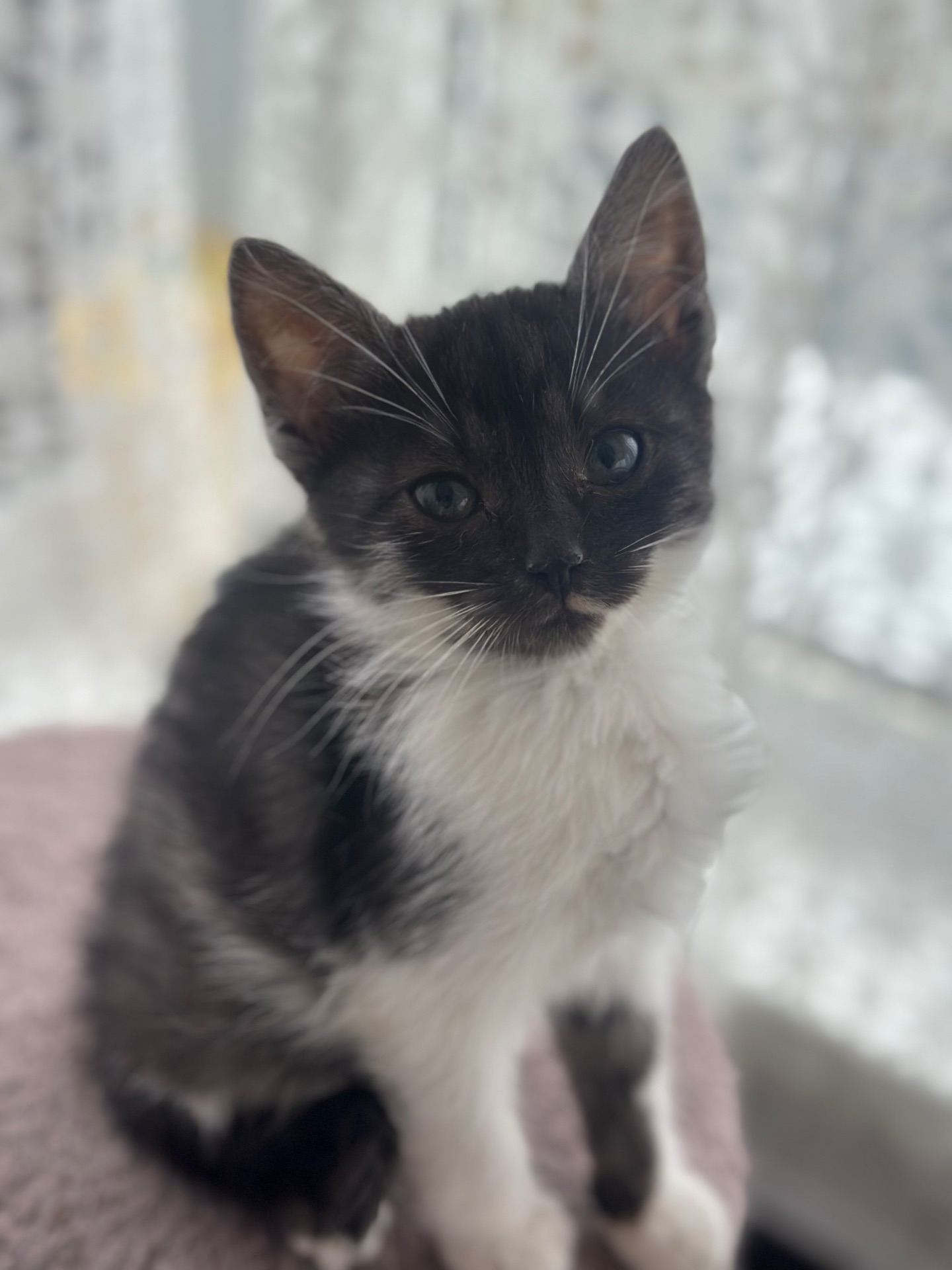 Містелла шукає дім!