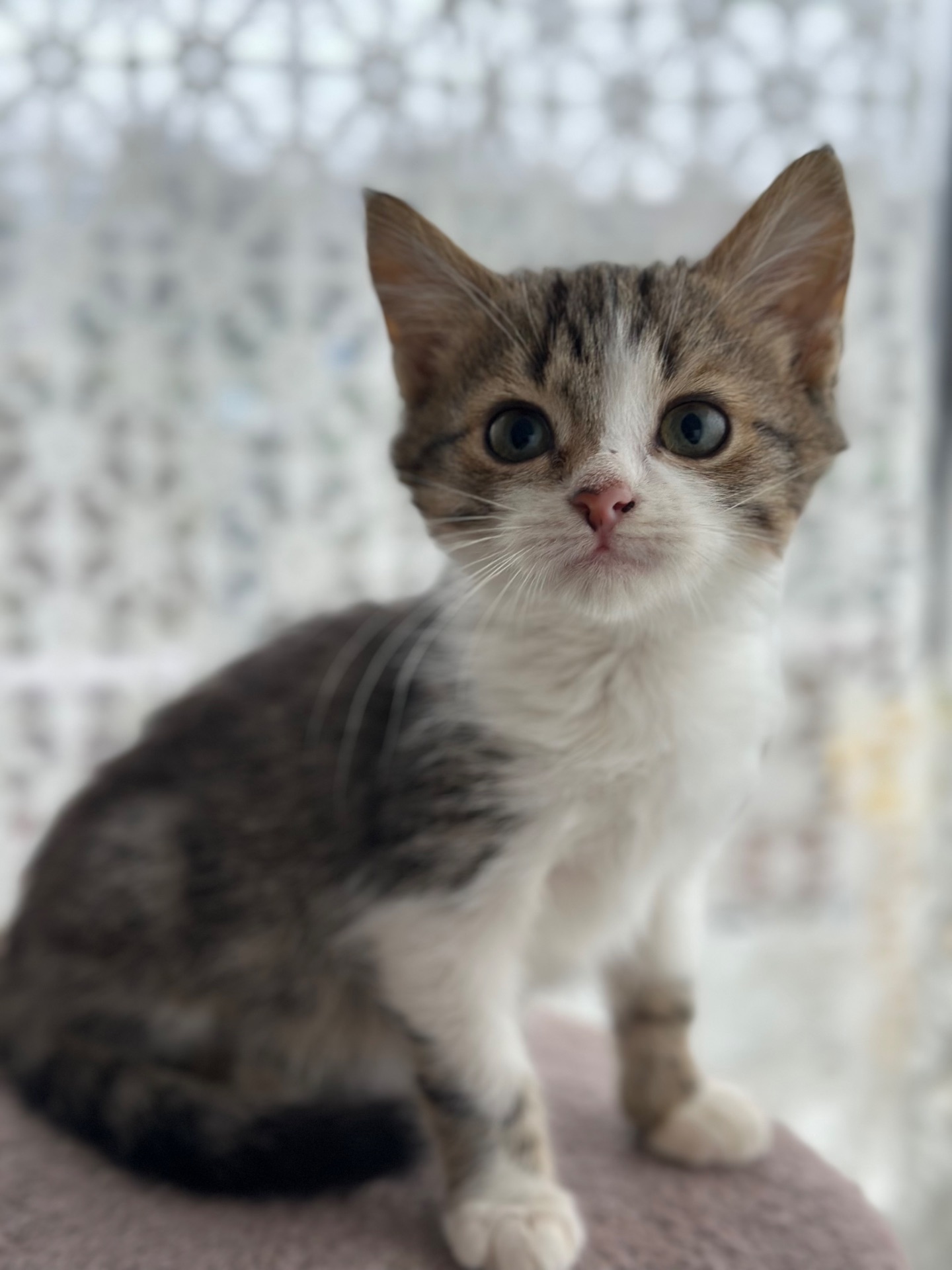 Хлопчик Шардмоне шукає дім!