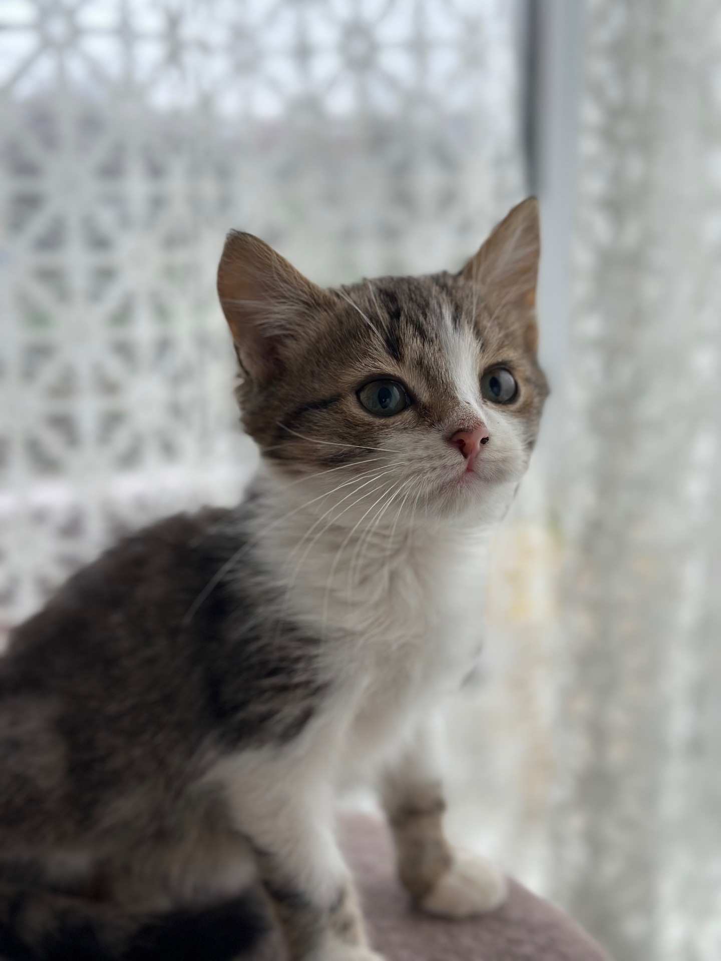 Хлопчик Шардмоне шукає дім!