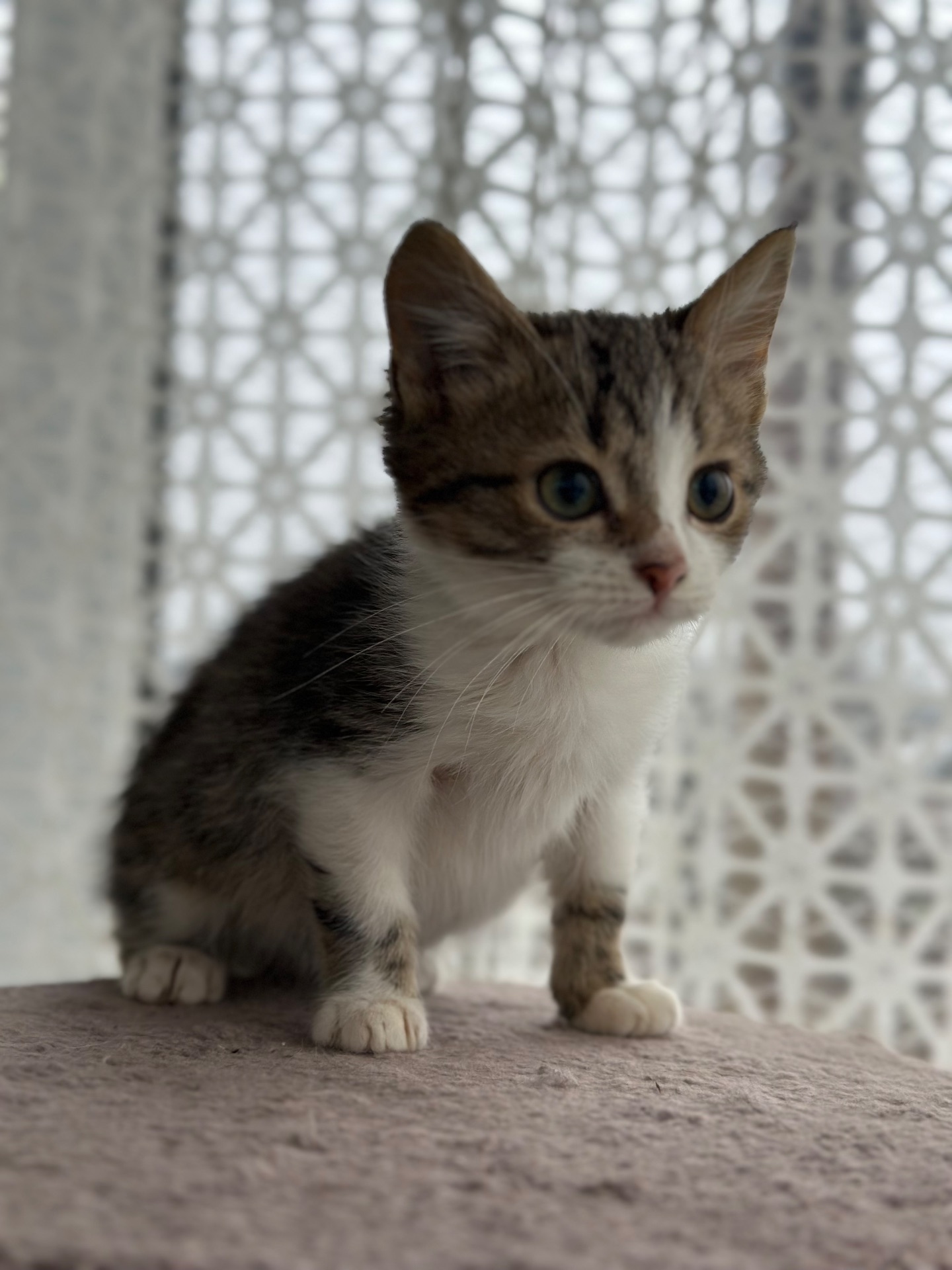 Хлопчик Шардмоне шукає дім!