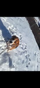 Собака, 3 годика