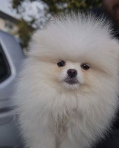 Чудова дівчинка