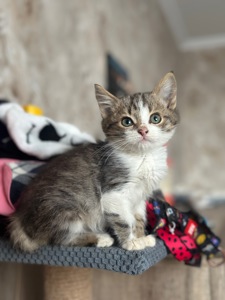 Хлопчик Шардмоне шукає дім!