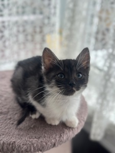 Містелла шукає дім!