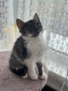 Містелла шукає дім!